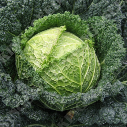 Picture of SAVOY CABBAGE Serpentine F1